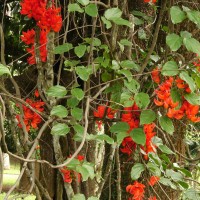 Mucuna novoguineensis Scheff.